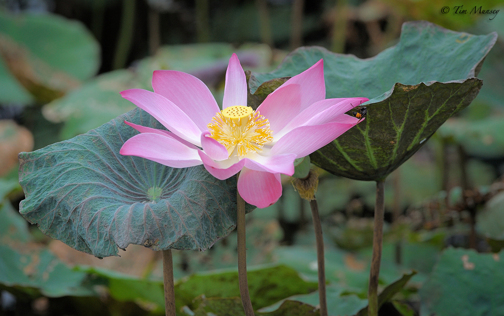 Lily giganticus